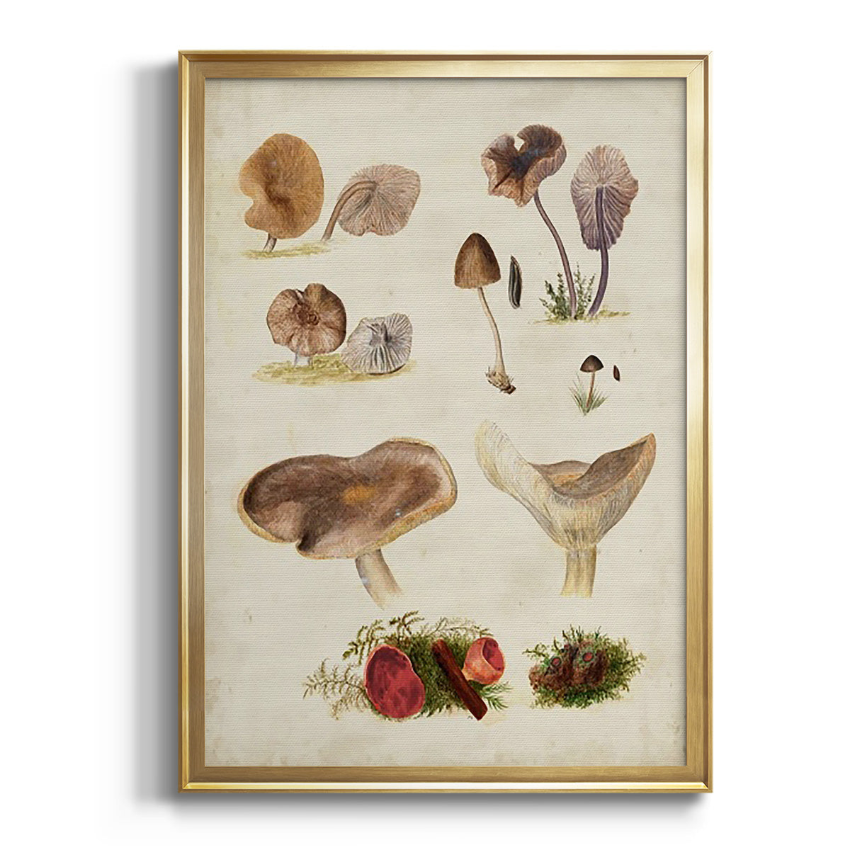 Mushroom Species III - Modern Framed Canvas Print