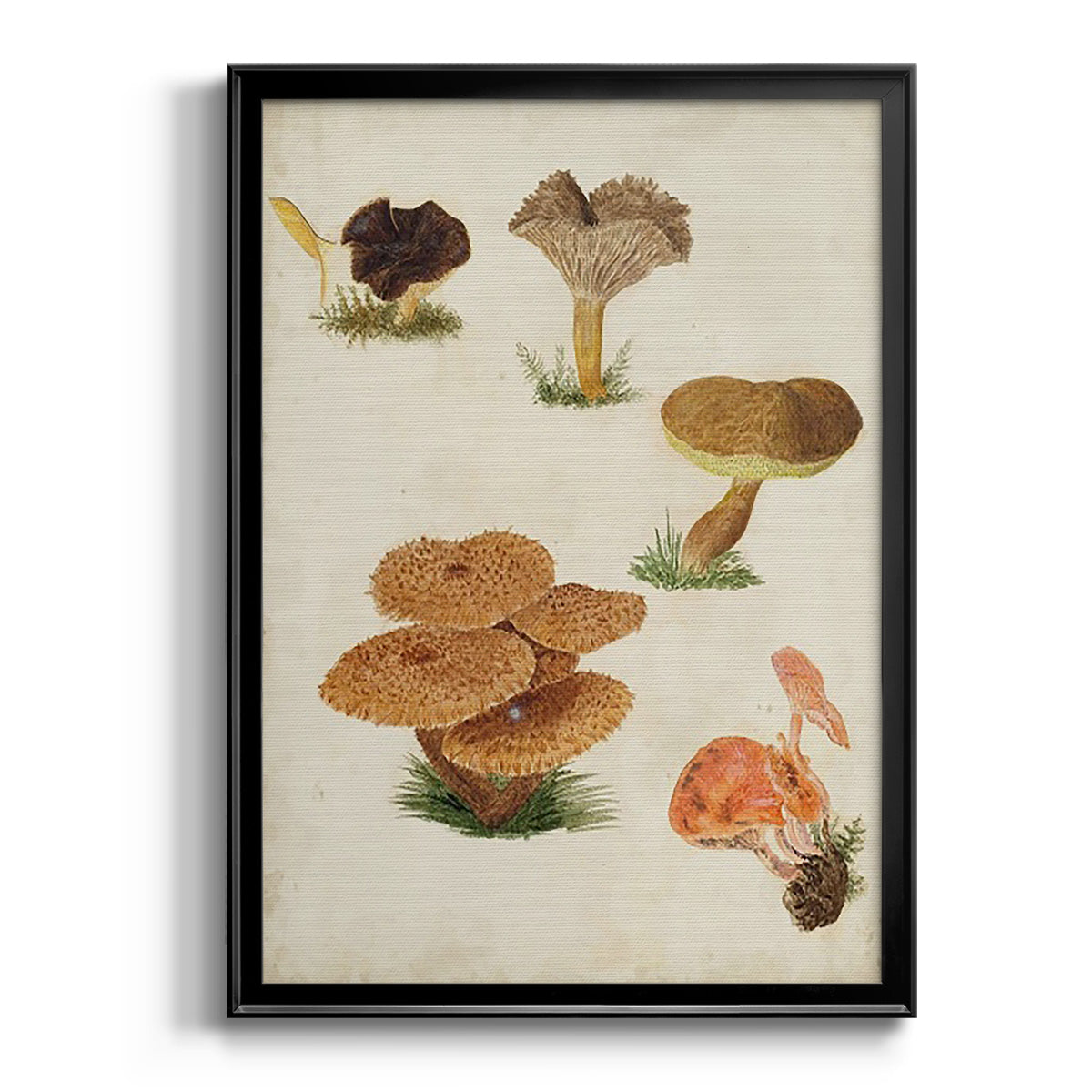 Mushroom Species V - Modern Framed Canvas Print