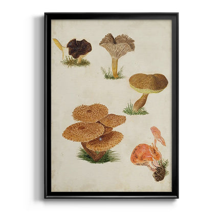 Mushroom Species V - Modern Framed Canvas Print