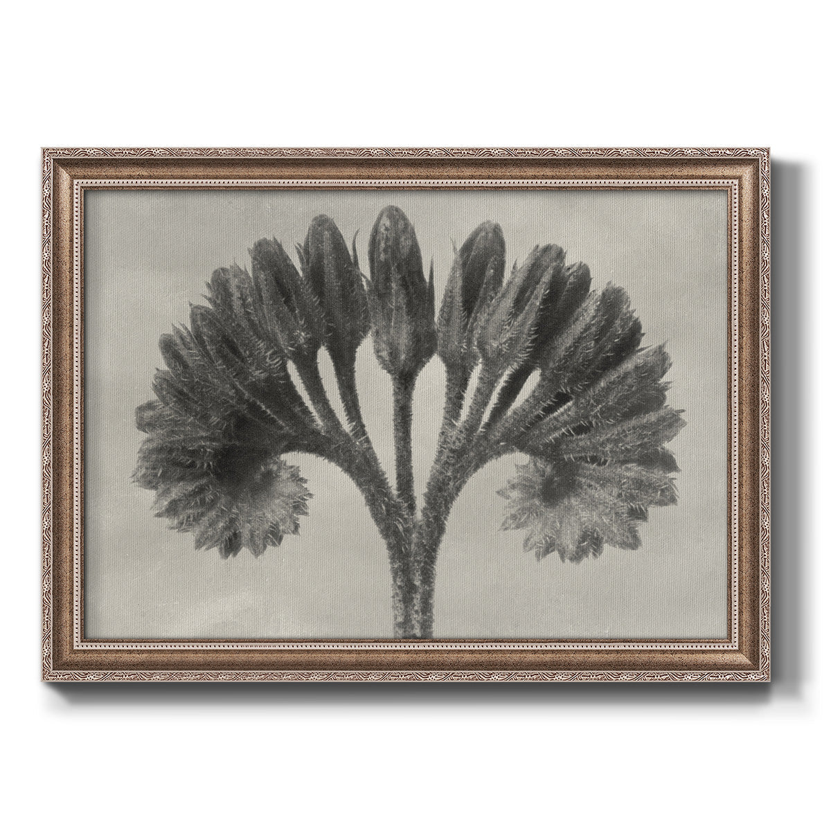 Vintage botanical plant study photograph by Karl Blossfeldt printed on canvas in an ornate traditional silver frame.