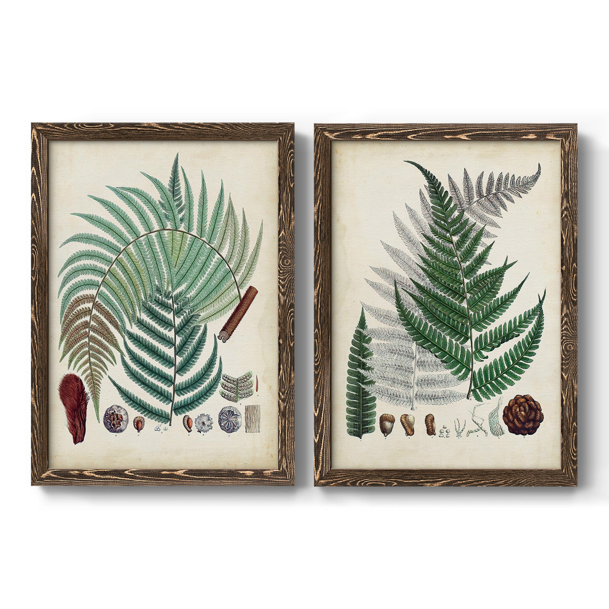 Collected Ferns I - Premium Framed Canvas 2 Piece Set - Ready to Hang