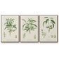 Antique Almond Botanical I - Floater Framed Canvas Set