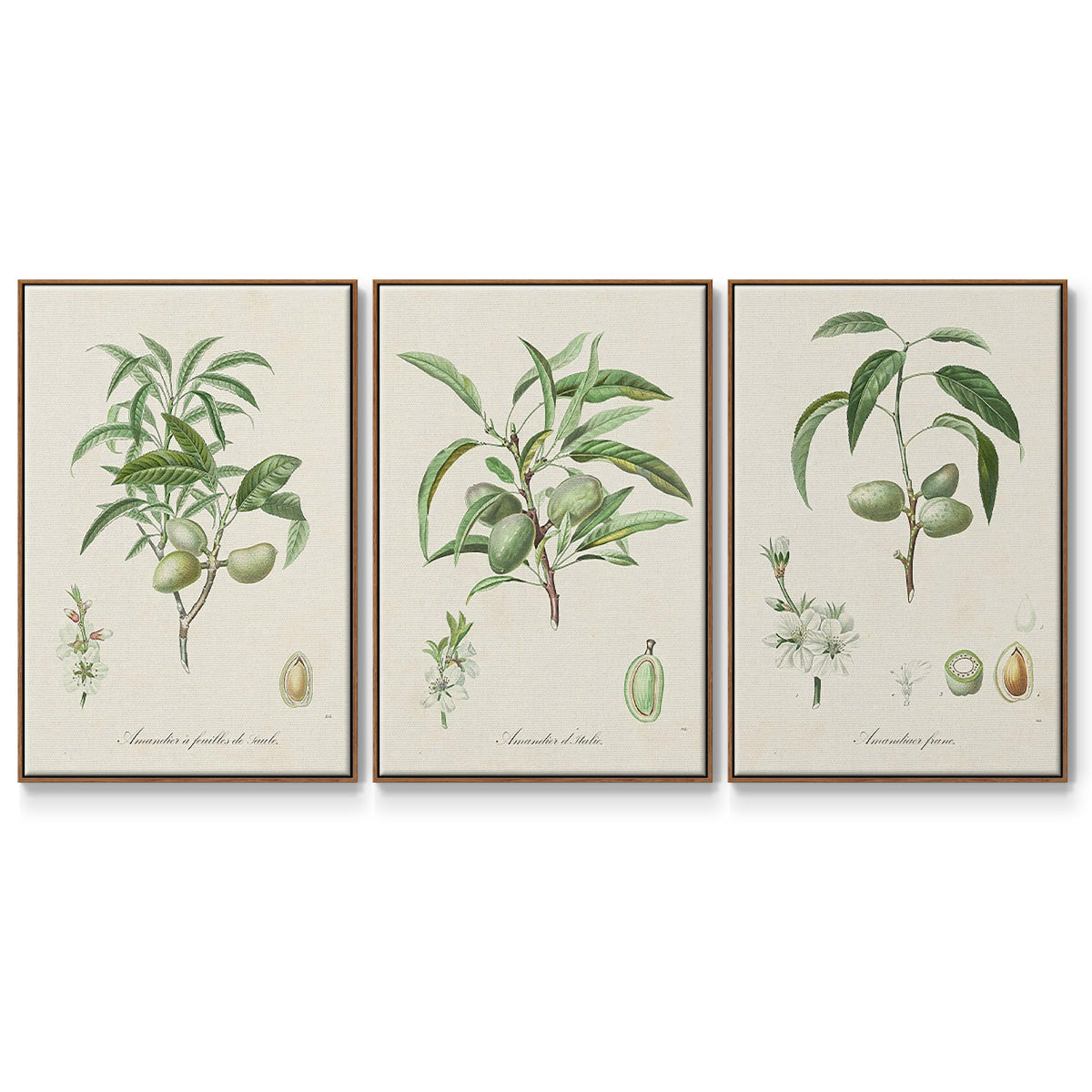Antique Almond Botanical I - Floater Framed Canvas Set