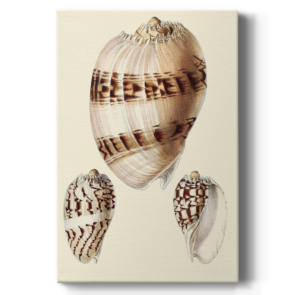 Splendid Shells V Premium Gallery Wrapped Canvas - Ready to Hang