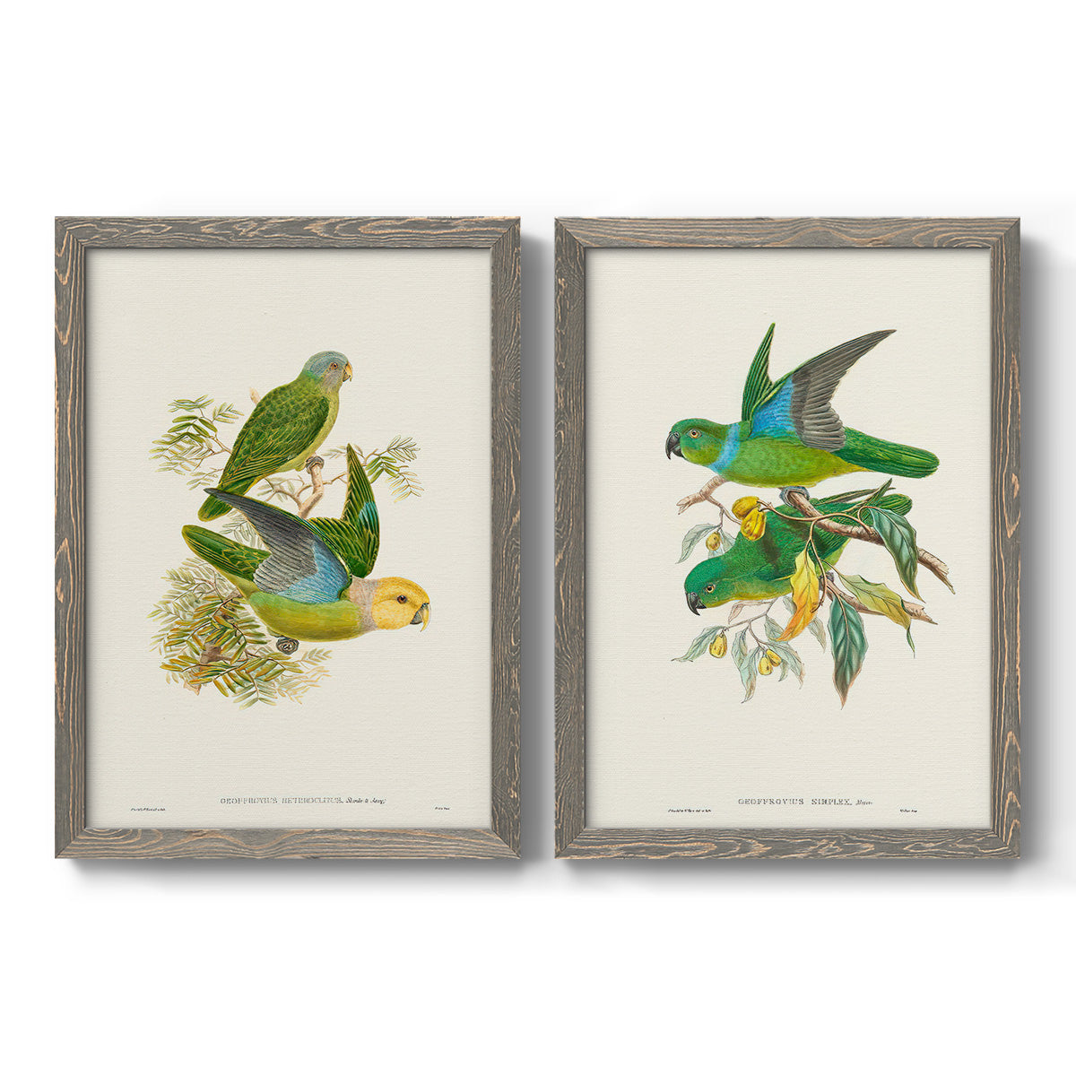 Lime & Cerulean Parrots I - Barnwood Framed Canvas Set