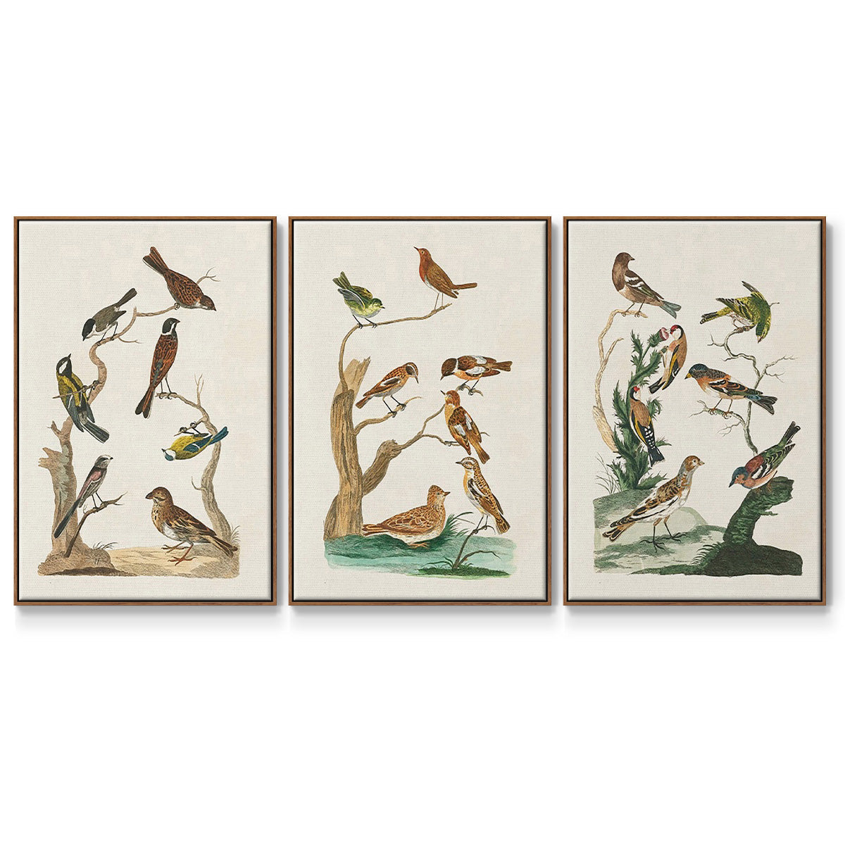 Antique Birds in Nature I - Framed Premium Gallery Wrapped Canvas L Frame 3 Piece Set - Ready to Hang