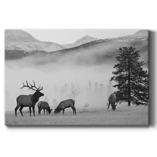 Mountain Elk - Canvas Art Print