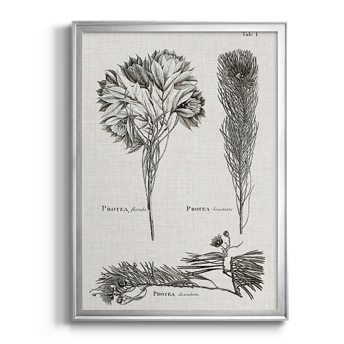 Black & White Protea on Linen I - Modern Framed Canvas Print