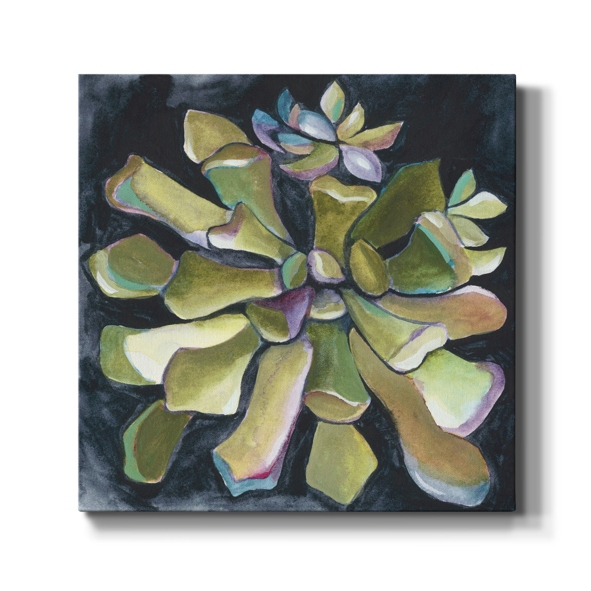 Succulent Rosette I - Canvas Art Print