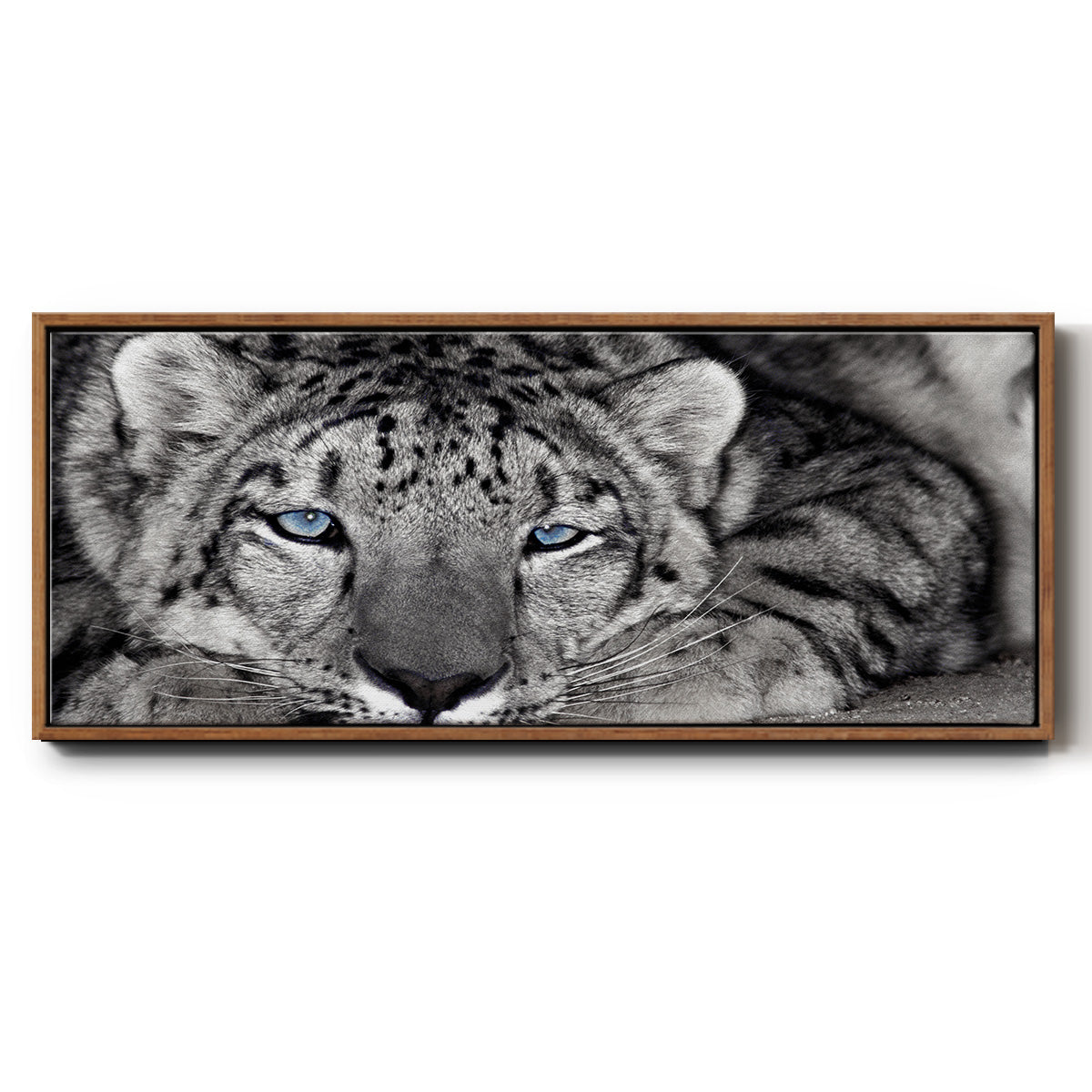 Snow Leopard Sanctuary - Floater Framed Canvas Print