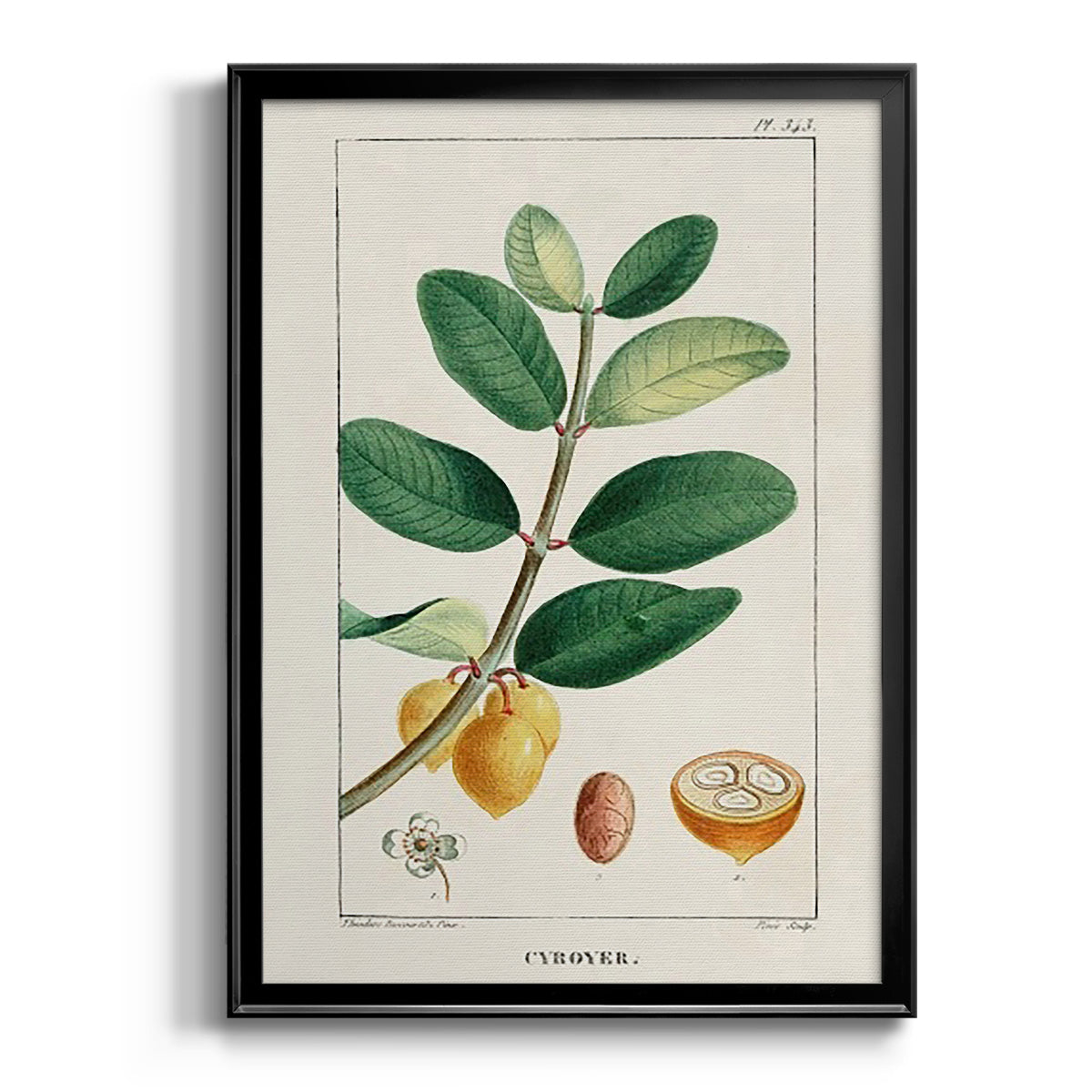 Turpin Tropical Botanicals V - Modern Framed Canvas Print