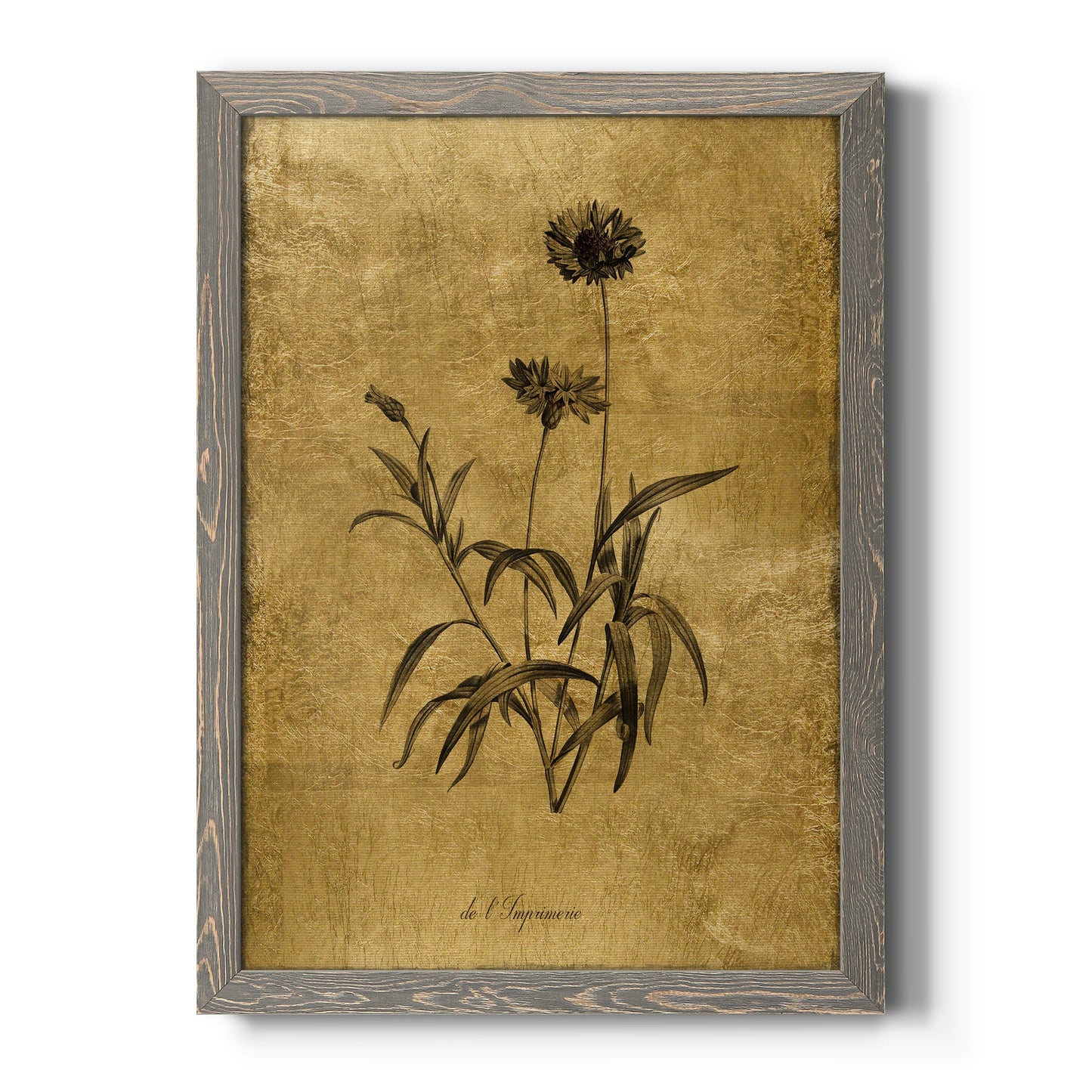 Gold Sketch Botanical I - Barnwood Framed Canvas Print