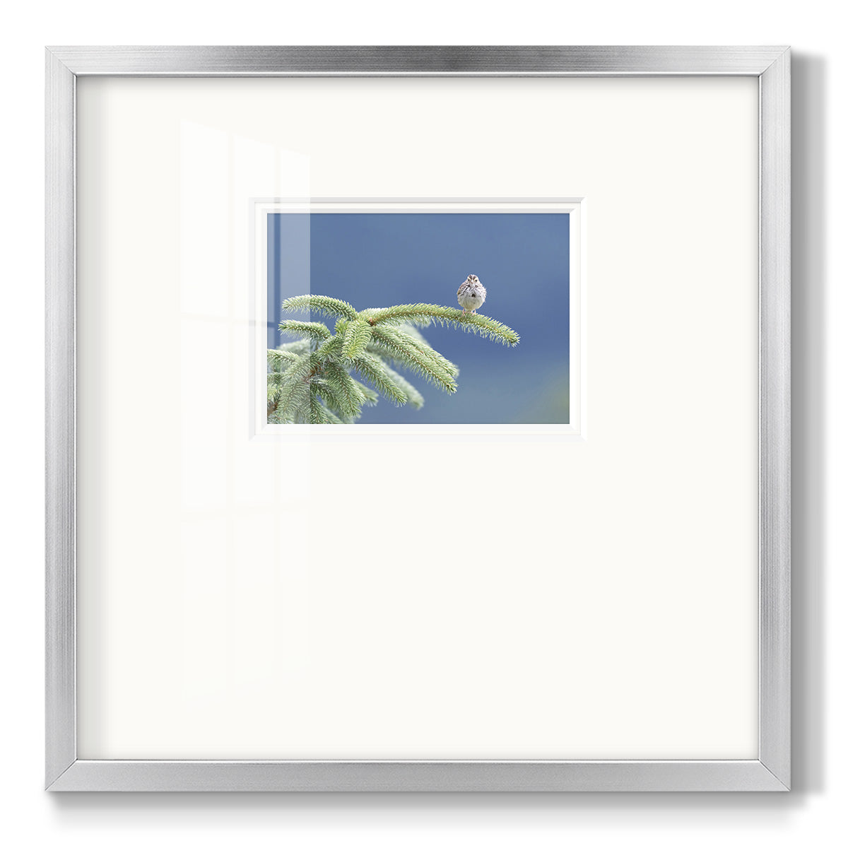 Evergreen Perch - Double Matboard Framed Print