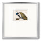 Peackock Plumage Premium Framed Print Double Matboard