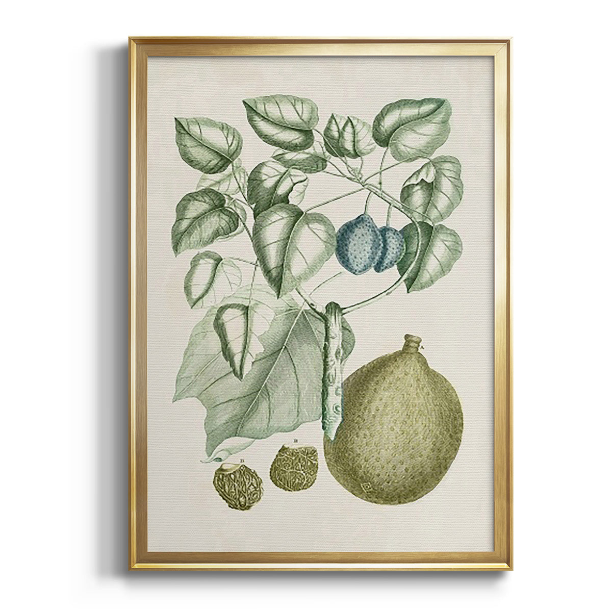 Buchoz Tropicals VIII - Modern Framed Canvas Print