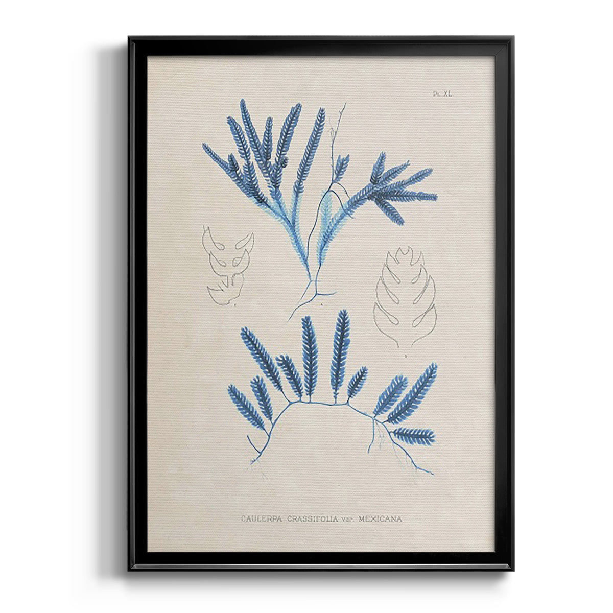 Blue Marine Algae I - Modern Framed Canvas Print