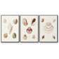 Pastel Knorr Shells I - Framed Premium Gallery Wrapped Canvas L Frame 3 Piece Set - Ready to Hang