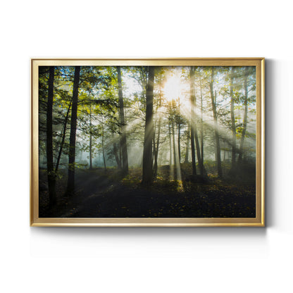 Light and Trees Premium Classic Framed Canvas - Ready to Hang