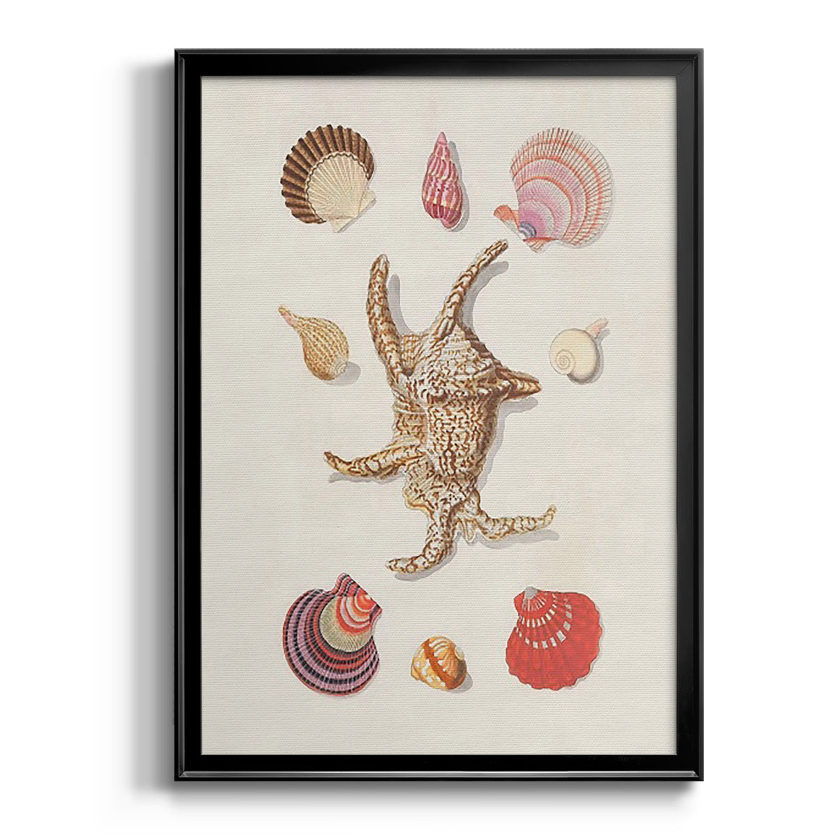 Knorr Shells & Coral II - Modern Framed Canvas Print