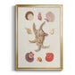 Knorr Shells & Coral II - Modern Framed Canvas Print