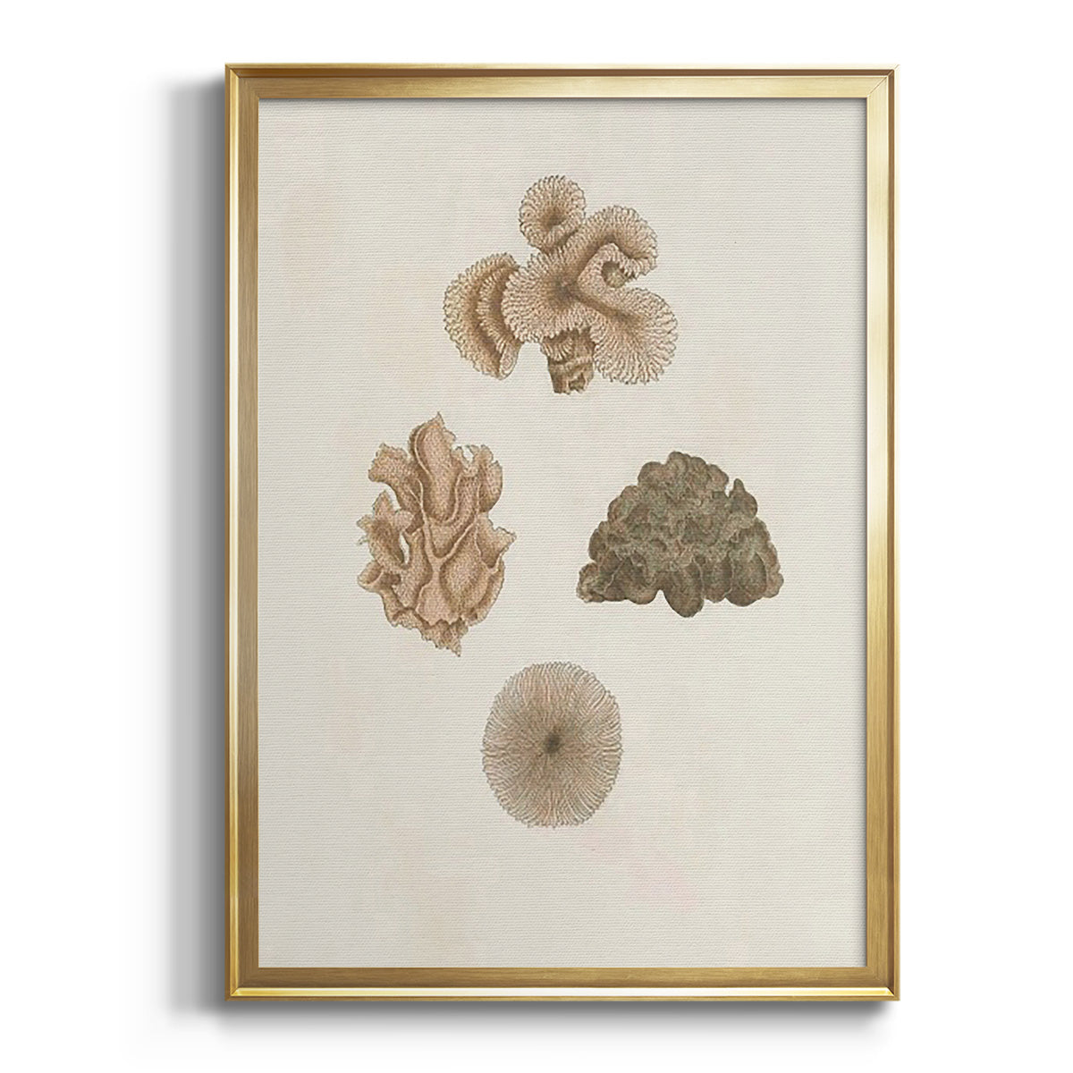 Knorr Shells & Coral VIII - Modern Framed Canvas Print