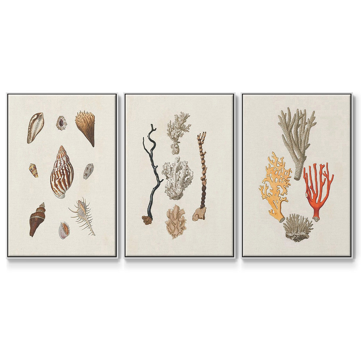 Knorr Shells & Coral IV - Framed Premium Gallery Wrapped Canvas L Frame 3 Piece Set - Ready to Hang