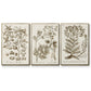 Sepia Botanical Journal I - Framed Premium Gallery Wrapped Canvas L Frame 3 Piece Set - Ready to Hang