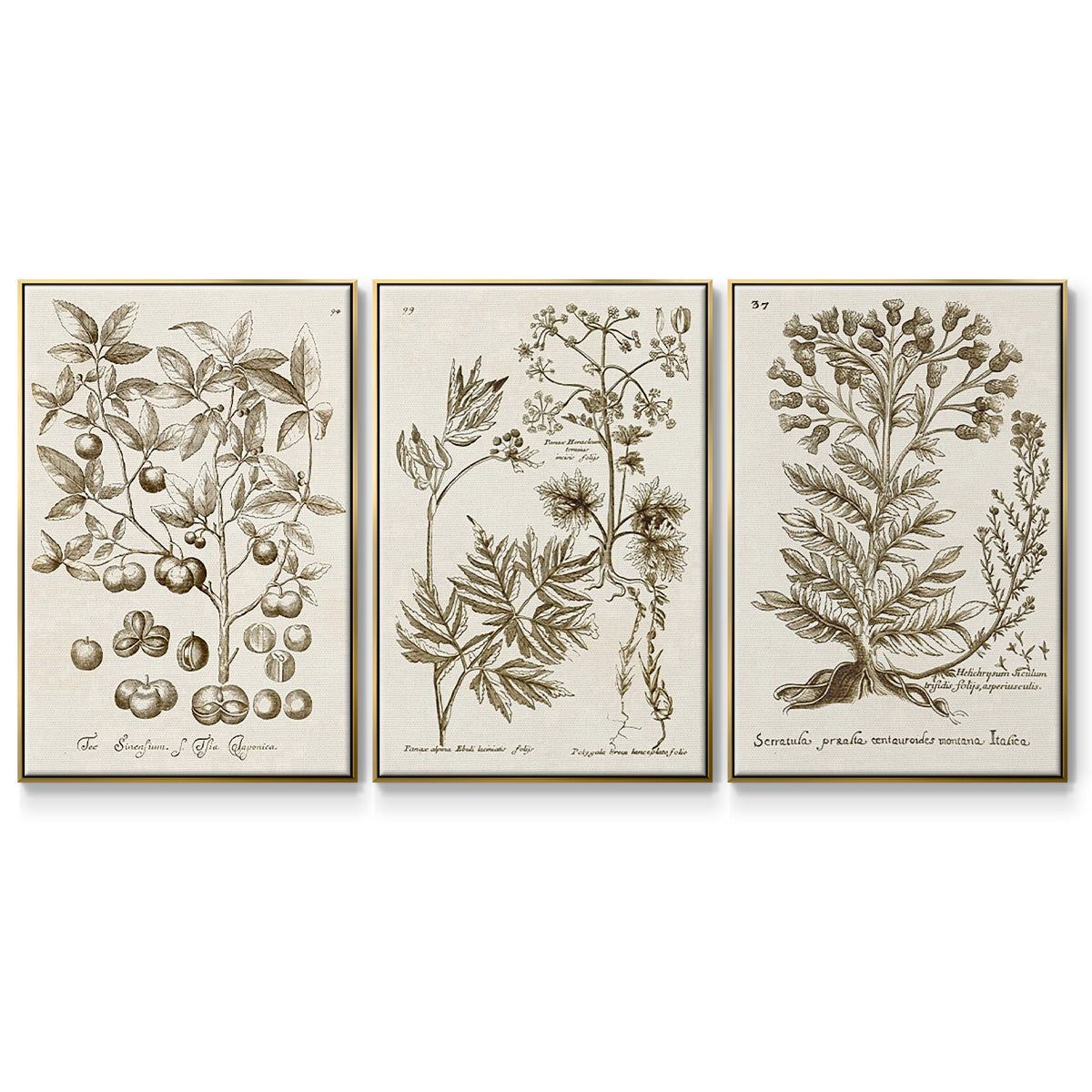 Sepia Botanical Journal I - Framed Premium Gallery Wrapped Canvas L Frame 3 Piece Set - Ready to Hang