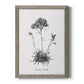 Simply Caladrinia - Barnwood Framed Canvas Print