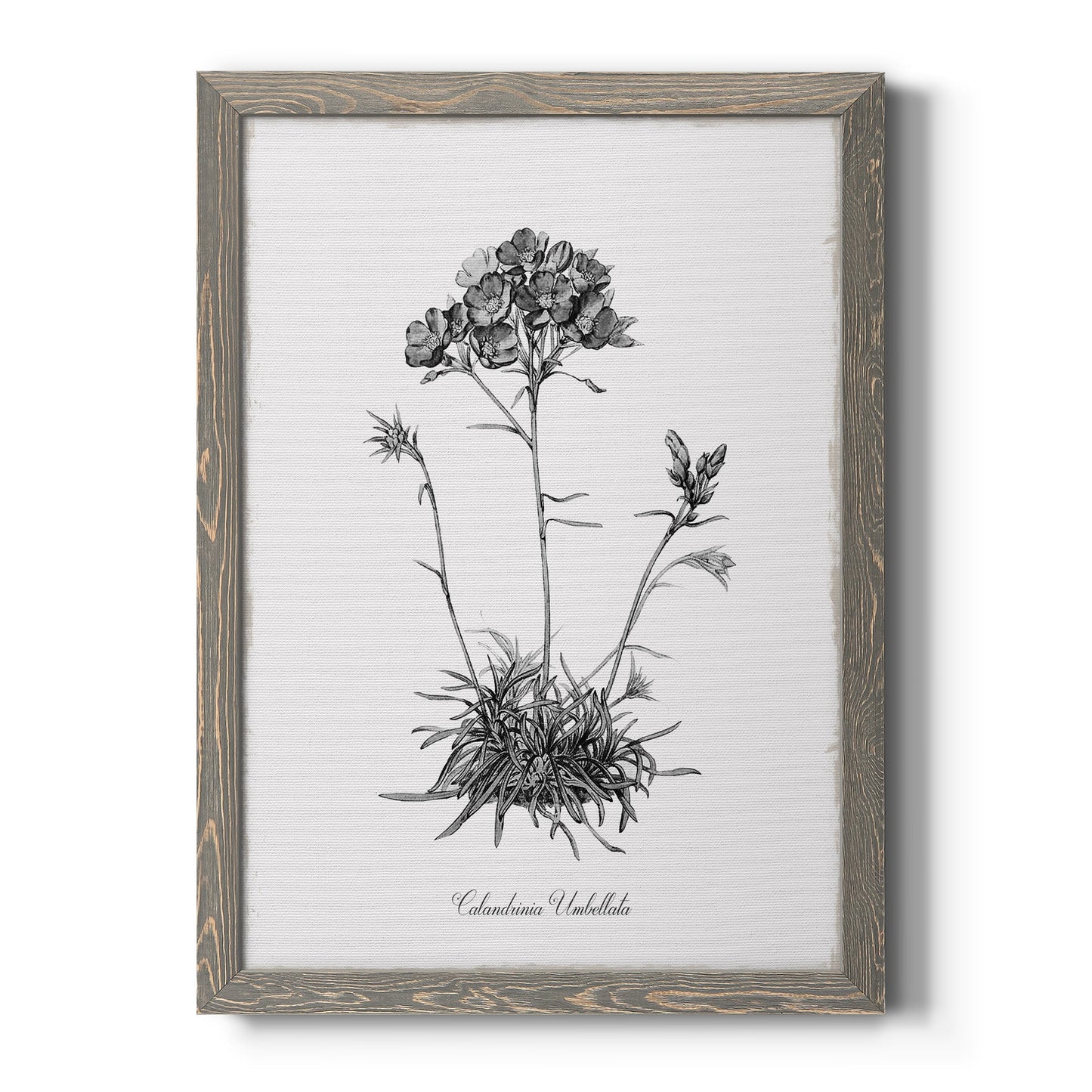Simply Caladrinia - Barnwood Framed Canvas Print