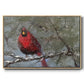 Cardinal in Snow I - Floater Framed Canvas Print