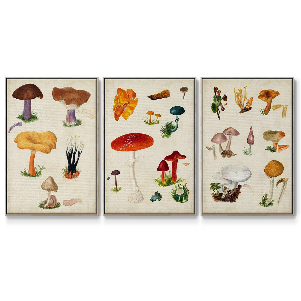 Mushroom Species IV - Framed Premium Gallery Wrapped Canvas L Frame 3 Piece Set - Ready to Hang