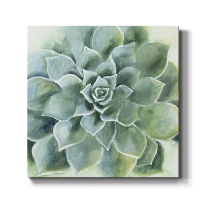 Verdant Succulent II - Canvas Art Print
