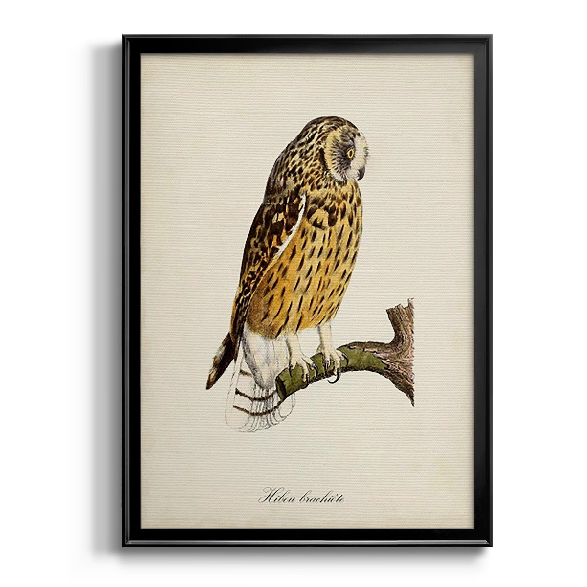 French Owls II - Modern Framed Canvas Print