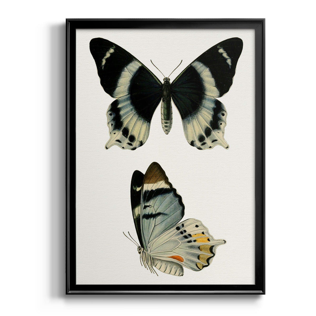 Antique Blue Butterflies I - Modern Framed Canvas Print