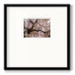 Spring's Arrival - Double Matboard Framed Print