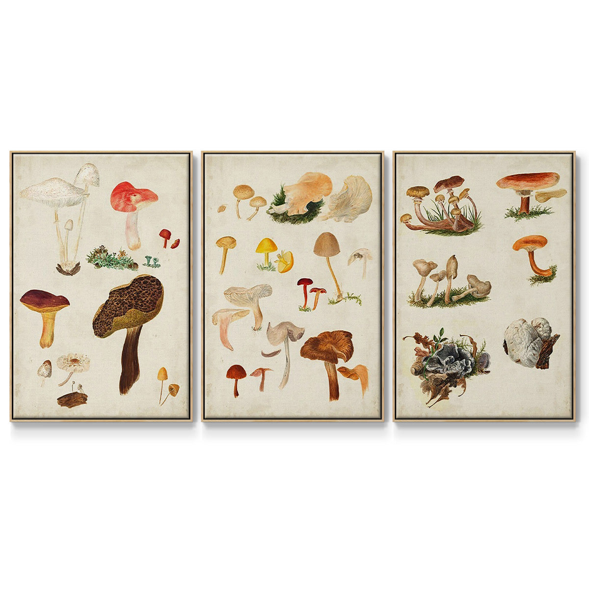 Mushroom Species VI - Framed Premium Gallery Wrapped Canvas L Frame 3 Piece Set - Ready to Hang