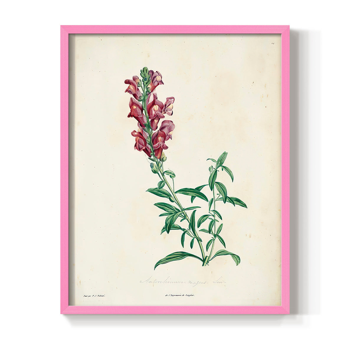 Traditional Botanical I - Restickable Framed Art Print