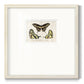 Crackled Butterflies I - Double Matboard Framed Print