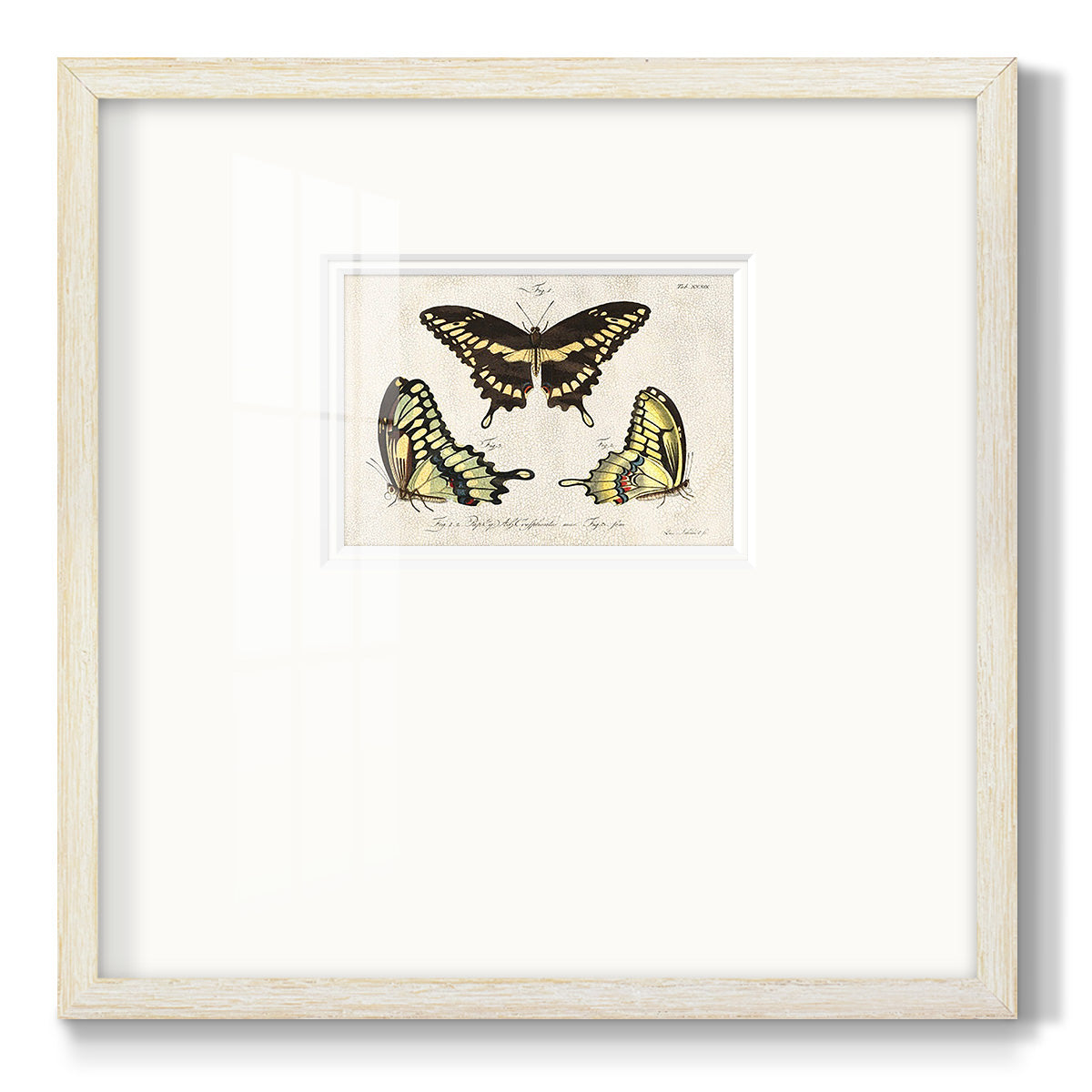 Crackled Butterflies I - Double Matboard Framed Print