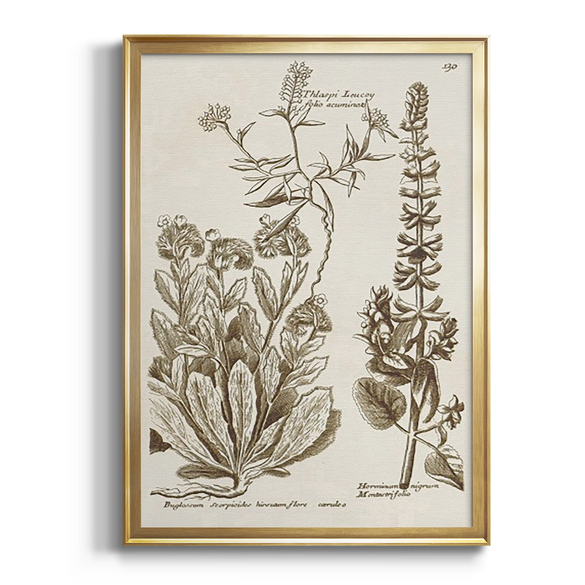 Sepia Botanical Journal IV - Modern Framed Canvas Print