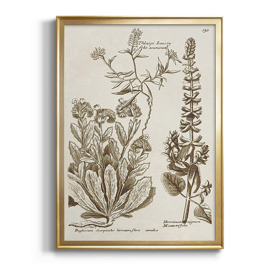 Sepia Botanical Journal IV - Modern Framed Canvas Print