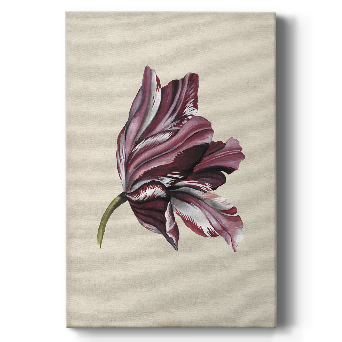 Antique Tulip Study III Premium Gallery Wrapped Canvas - Ready to Hang