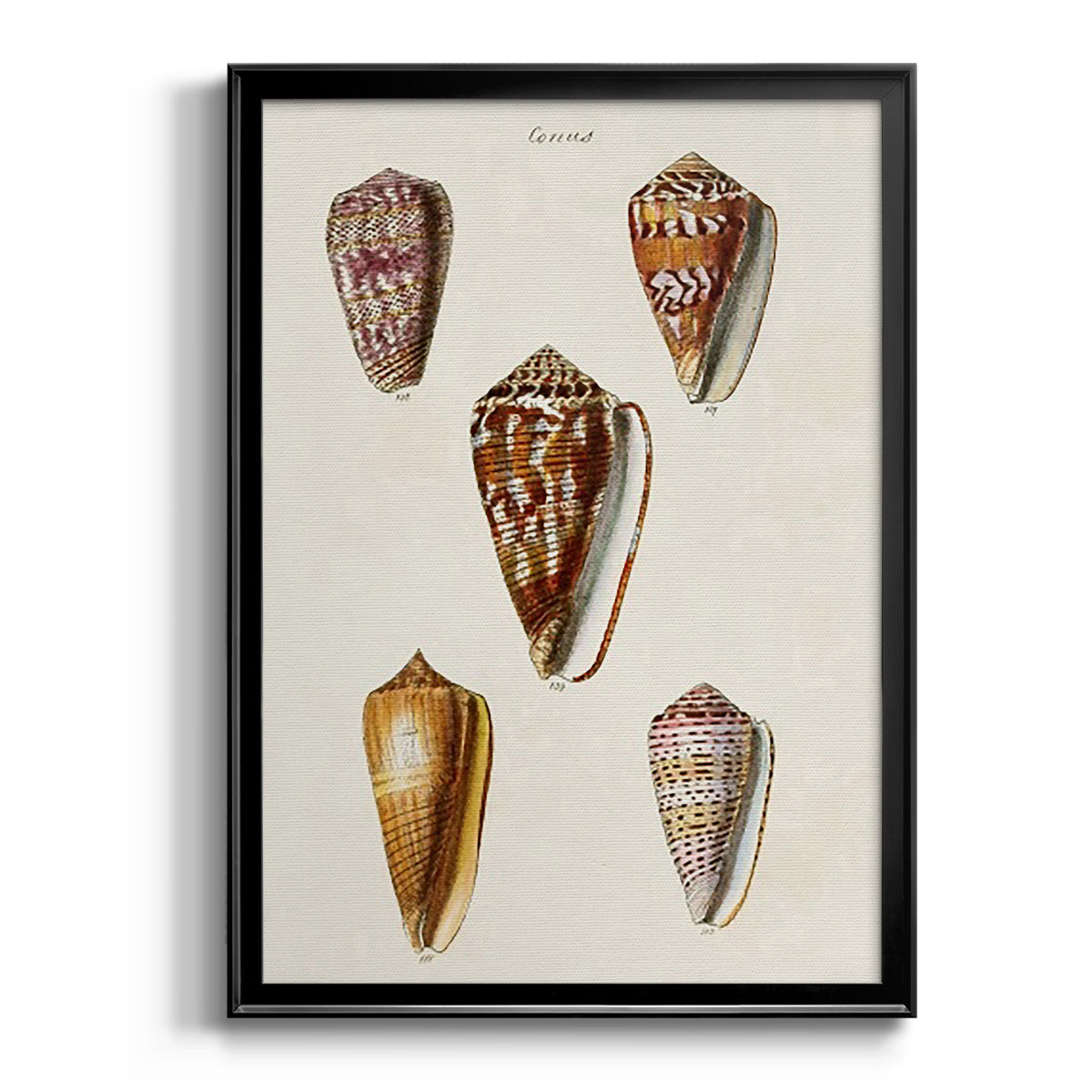Cone Shell Collection VI - Modern Framed Canvas Print