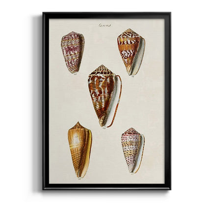 Cone Shell Collection VI - Modern Framed Canvas Print