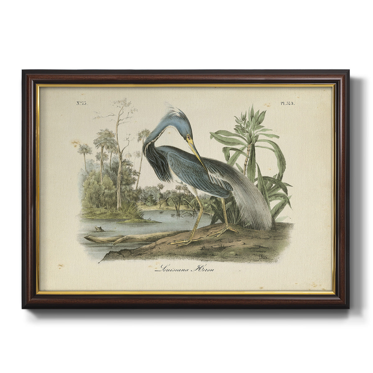 Audubons Louisiana Heron Premium Framed Canvas- Ready to Hang