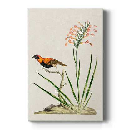 Southern Red Bishop and Gladiolus, c. 1822 - Canvas Art Print