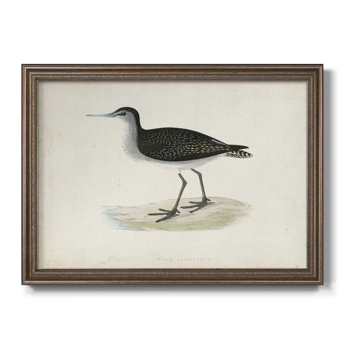 Morris Sandpipers VIII Premium Framed Canvas- Ready to Hang