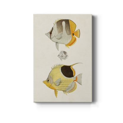 Yellow & Grey Fish II - Canvas Art Print