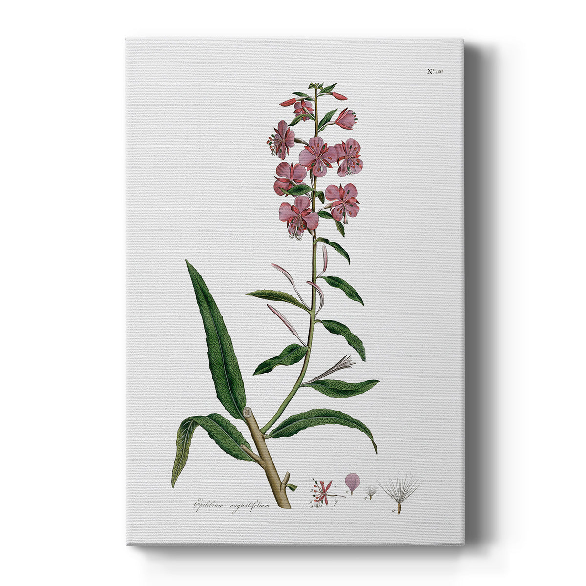 Rose Botanical I - Canvas Art Print